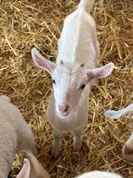Jonge geitjes te koop, Animaux & Accessoires, Moutons, Chèvres & Cochons, Chèvre, Plusieurs animaux, 0 à 2 ans