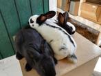 Reuzevlinders (Lotharinger) 5 weken, Dieren en Toebehoren, Konijnen, Meerdere dieren, Groot, 0 tot 2 jaar