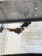 parkiet, Meerdere dieren, Parkiet, Geringd