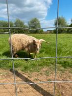 Racka ram 1 jaar
