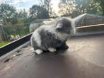 Minilop voedster BO, Dieren en Toebehoren, Konijnen