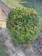 Petit arbuste a donner, Jardin & Terrasse, Plantes | Arbustes & Haies, Enlèvement, Arbuste