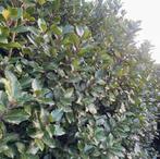 ‼️Ilex Blue Prince aan promoprijzen ‼️, Ophalen