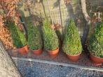 Boom buxus, Tuin en Terras, Planten | Tuinplanten, Ophalen