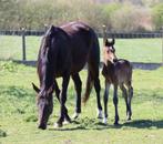 Dressuur merrie veulen, Dieren en Toebehoren, Paarden, Merrie, Dressuurpaard, 0 tot 2 jaar, Onbeleerd