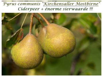 ARBUSTES POIRES DE CIDRE Pyrus Comm. "KIRCHENSALLER", 12€/pc