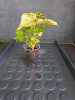 Syngonium mango allusion nr 17, Ophalen