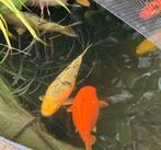 Koi Shiro utsuri III 50 cm, Dieren en Toebehoren, Vissen | Vijvervissen