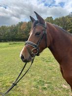 D pony merrie 3,5j, Dieren en Toebehoren, Paarden, Merrie