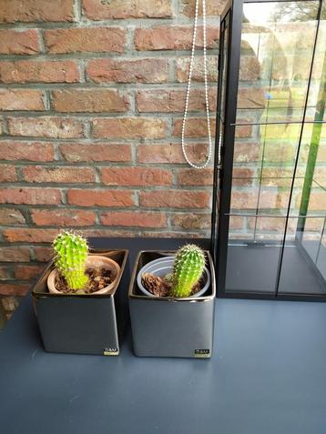 Cactusjes in D&M bloempotjes 3€/ stuk beschikbaar voor biedingen