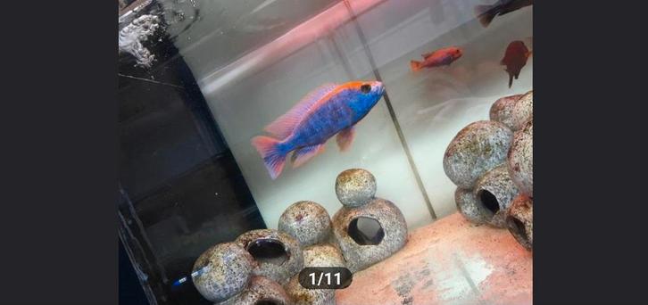 Veschillende nestjes malawi cichliden, Dieren en Toebehoren, Vissen | Aquariumvissen, Zoetwatervis, Vis