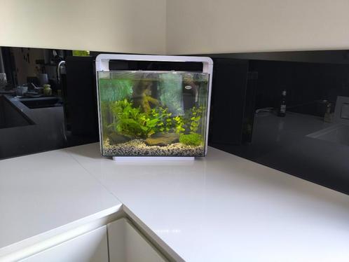 Superfish home 40, Dieren en Toebehoren, Vissen | Aquaria en Toebehoren, Gebruikt, Leeg aquarium, Ophalen