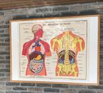 Schoolplaat in kader zonder glas Het Menselijk lichaam, Antiek en Kunst, Ophalen