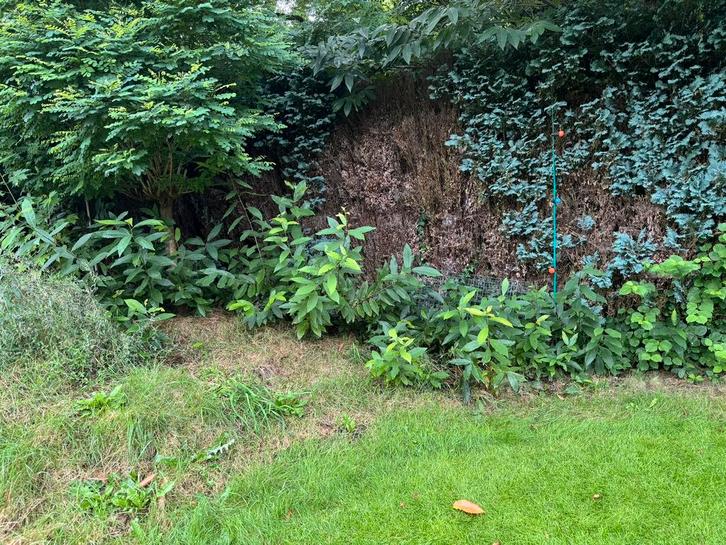 Tamme kastanjeboompjes, Tuin en Terras, Planten | Struiken en Hagen, Ophalen of Verzenden