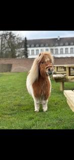 Mini shetlander merrie, Dieren en Toebehoren, Pony's, Merrie, Gechipt