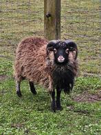 Uiterst mooie Ouessant  8 maanden ( gecastreerde ram), Animaux & Accessoires, Moutons, Chèvres & Cochons