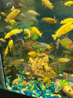 Ik zoek malawi ,frontosa en andere vissen.Gratis?, Animaux & Accessoires, Poissons | Poissons d'aquarium