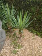 Yucca palmlelie, Tuin en Terras, Ophalen