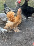 Brahma buff te koop, Dieren en Toebehoren, Meerdere dieren, Kip