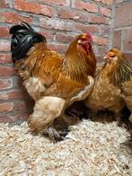 Brahma buff zwart trio (tt), Dieren en Toebehoren, Pluimvee, Meerdere dieren, Kip