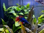 Betta crowntail man, Dieren en Toebehoren, Vissen | Aquariumvissen, Vis, Zoetwatervis
