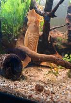 Zeer mooie gele volwassen ancistrus man, Dieren en Toebehoren, Vissen | Aquariumvissen