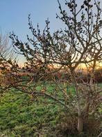 Vijgenboom, Tuin en Terras, Planten | Fruitbomen, Ophalen, Vijgenboom