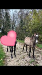 Schattig merrieveulen, zacht en kalm, Dieren en Toebehoren, Pony's, Merrie, B pony (1.17m tot 1.27m), Gechipt, 0 tot 2 jaar