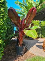 Rode bananenplant (Ensete vitricosem maurelli), Ophalen