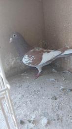 2 choco bonte duivinnen geringd maar kaartjes ben ik kwijt, Dieren en Toebehoren