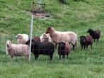 Quessant schaapjes, Dieren en Toebehoren, Schapen, Geiten en Varkens