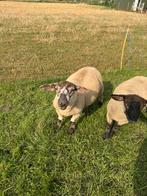 Jonge rammen, Dieren en Toebehoren, Mannelijk, Schaap, 0 tot 2 jaar