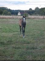 Hengestenveulen te koop, Dieren en Toebehoren, Paarden, Springpaard, Gechipt, 0 tot 2 jaar, Hengst