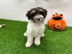 Havanezer pup, België, Overige rassen, 8 tot 15 weken, Eén hond