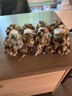 8 bollen wol, Hobby en Vrije tijd, Ophalen of Verzenden, Nieuw