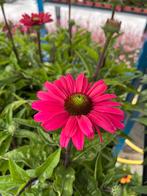 Echinacea SunSeekers ‘Magenta’ P17cm, Ophalen, Zomer, Vaste plant, Volle zon