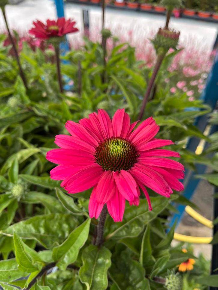 Echinacea SunSeekers ‘Magenta’ P17cm, Tuin en Terras, Planten | Tuinplanten, Vaste plant, Volle zon, Zomer, Ophalen