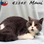 Maui, British Shorthair Bicolor - à vendre, Chat, Vermifugé, 0 à 2 ans