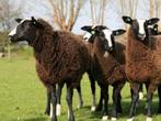 zwartbles ooilammeren, Dieren en Toebehoren