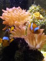 zeeaquarium vissen
