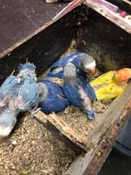 Blauw baby dwergpapegaai, Dieren en Toebehoren