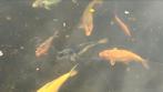 15 tal koi’s, Dieren en Toebehoren, Vissen | Aquariumvissen, Vis, Zoetwatervis