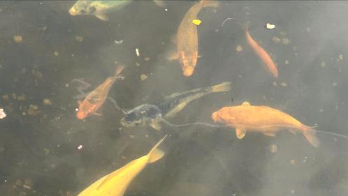 15 tal koi’s, Dieren en Toebehoren, Vissen | Aquariumvissen, Zoetwatervis, Vis