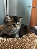 Black gold shaded britse langhaar, Dieren en Toebehoren, Kater, Gechipt, 0 tot 2 jaar