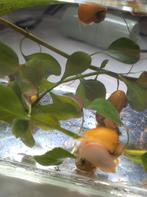 Appelslakken, Slak of Weekdier, Zoetwatervis