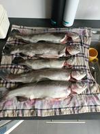 Zalmforel te koop, Ophalen, Nieuw
