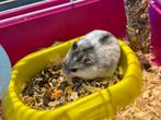 Twee handtamme dwerghamsters te koop, Dieren en Toebehoren, Knaagdieren, Hamster, Juli, Vrouwelijk, Tam
