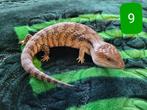 Tiliqua Scincoides Intermedia Blauwtong skink - Houten 7/12, Dieren en Toebehoren, Reptielen en Amfibieën, Hagedis, 0 tot 2 jaar