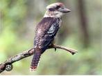 Kookaburra mannetje te koop, Dieren en Toebehoren, Vogels | Overige Vogels