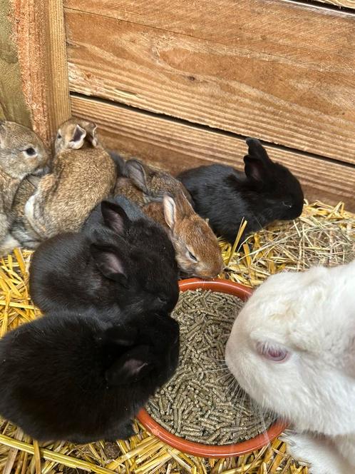 Vleeskonijnen te koop, Dieren en Toebehoren, Konijnen, Groot, 0 tot 2 jaar